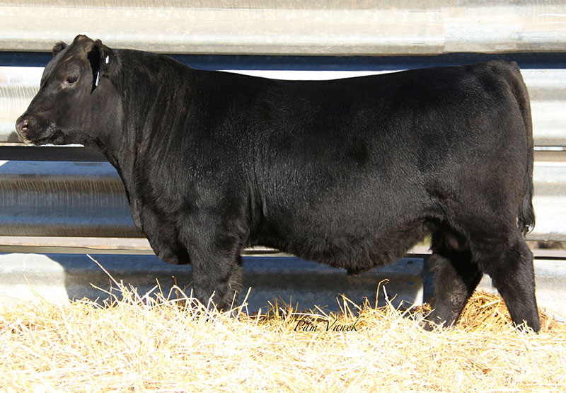 21 Angus Ranch When Is Cotton Angus Ranch Sale? – XYXWD